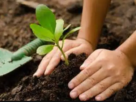 mani che toccano laterra 