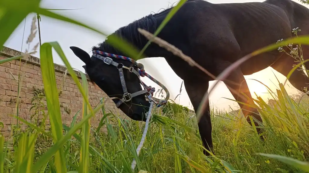 happy tra l'erba fattoria ai tosi mati